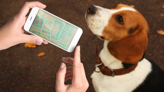 3 Must-Have Gadgets for Stress-Free Pet Parenting