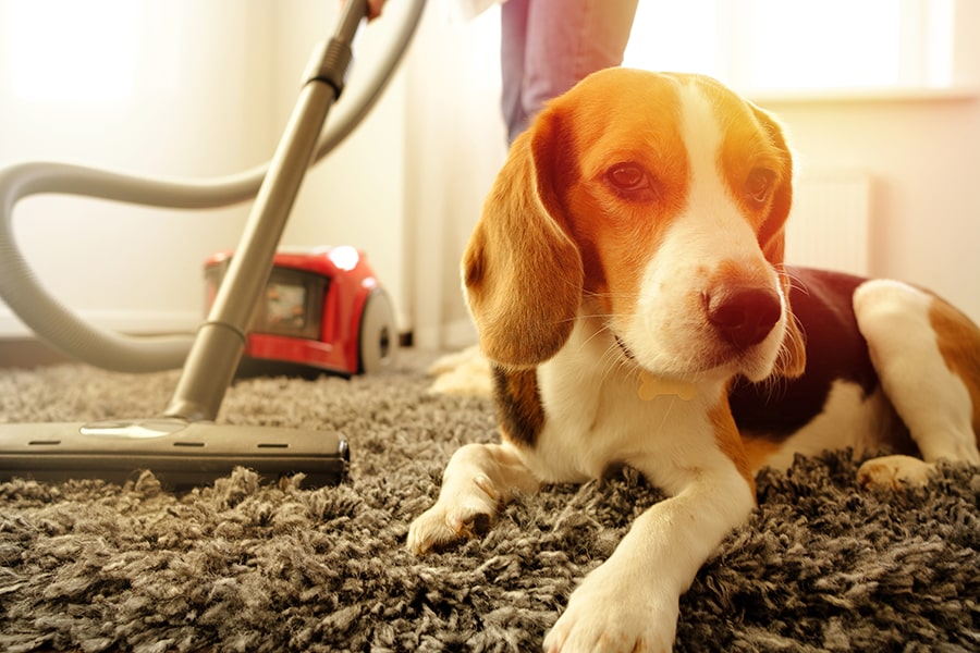 How to Keep Your Home Clean and Your Pet Cozy