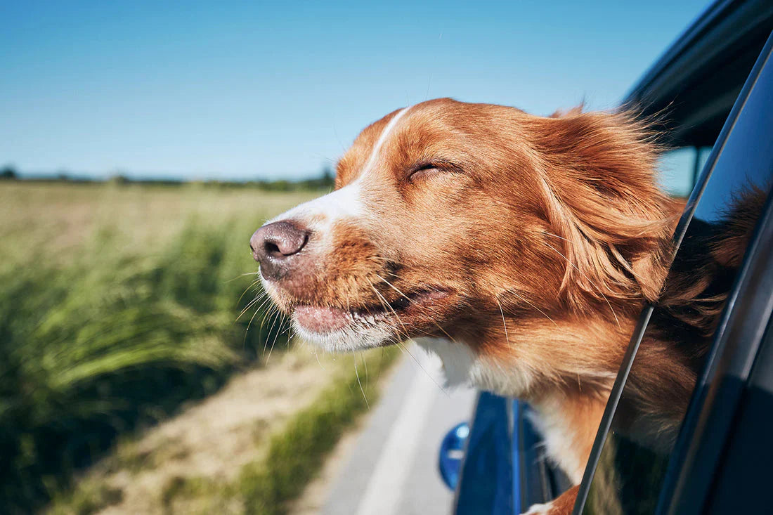 The Ultimate Checklist for Walking &amp; Traveling with Your Dog