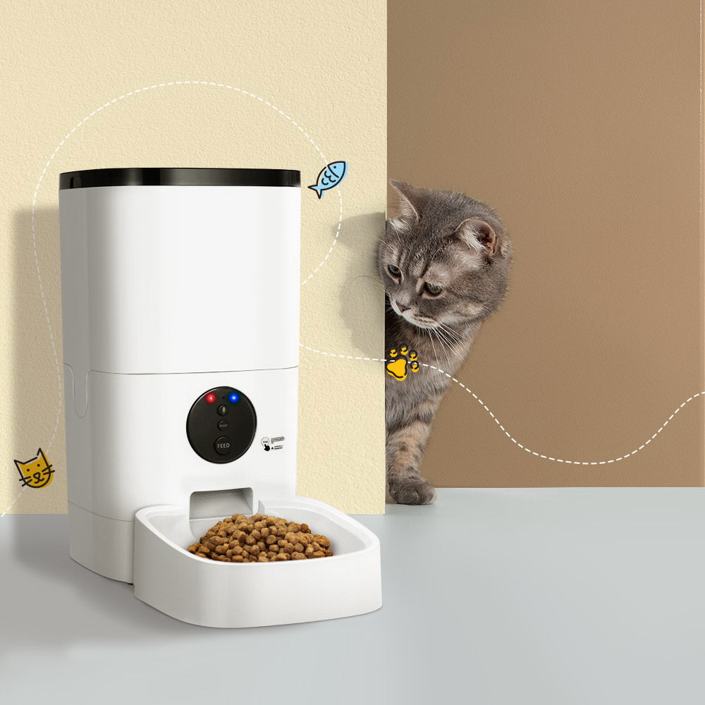 Lifestyle — cat approaching feeder as food is dispensed