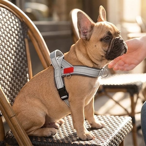 No-Pull Dog Harness chest strap - D-ring detail